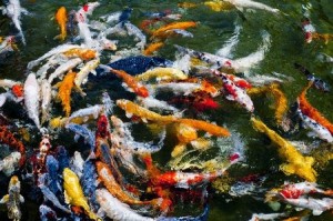 Koi Fish School