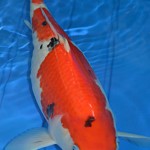 Blimpo body shape of a female koi