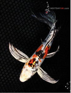 Heisei Nishiki Hikarimoyo koi fish