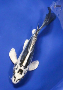 Kikokuryu Hikarimoyo koi fish