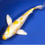 Lemon Hariwake Hikarimoyo Koi FIsh