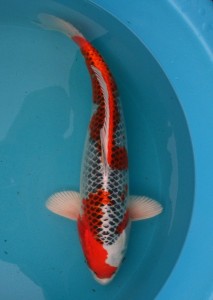 The torpedo shape of a male koi fish