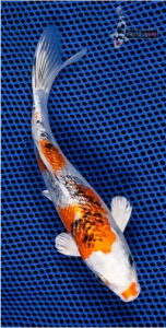 Yamato Nishiki Hikarimoyo koi fish