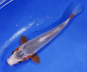 Asagi Koi Fish