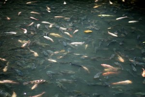 Koi Pond in abandoned Bangkok Mall 