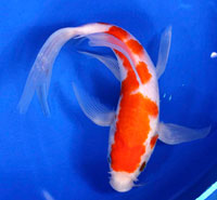 Gosanke kohaku butterfly koi fish