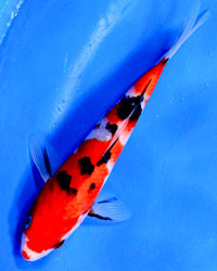 Gosanke Sanke Koi Fish