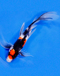 Gosanke Butterfly Showa Koi Fish