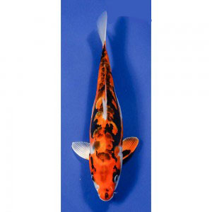 High-quality Taisho Sanke Koi Fish