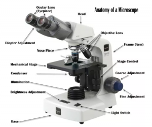 A compound microscope with the parts labeled