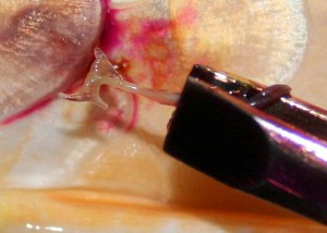 Anchor worm on a koi being pulled by a pair of tweezers