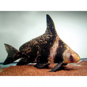 Chinese Hi Fin Banded Shark