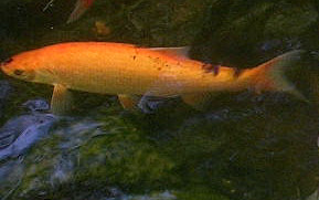 Golden Orfe