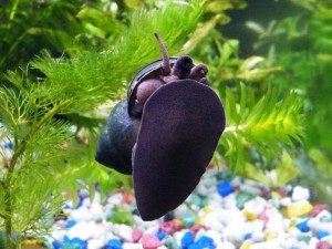 Trapdoor Snail