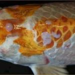 Carp Pox on a koi fish