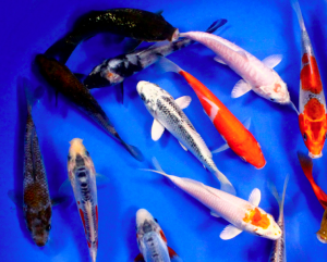 Selection of single A koi 