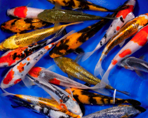 Selection of AA-grade koi