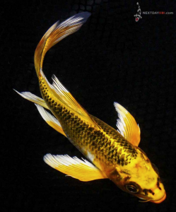 8” Orenji Matsuba Butterfly Koi