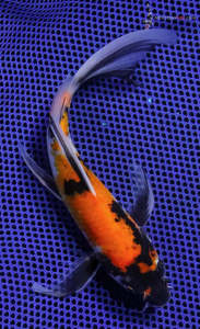 8.5” Showa Butterfly Koi