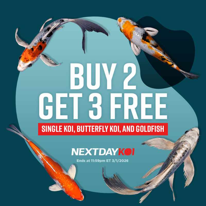 Buy 2 Get 3 Free