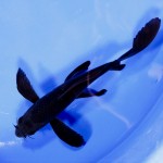 A karasu butterfly koi