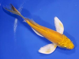 A kigoi butterfly koi