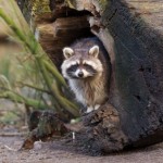 A Raccoon can be a danger to your koi pond