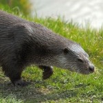 River Otters are veracious koi fish predators