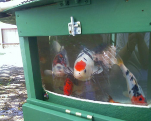 Koi Quarantine tank with a window for koi acclimatization 