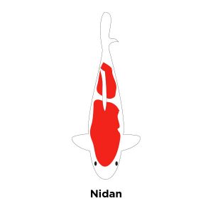 Nidan two-step Kohaku