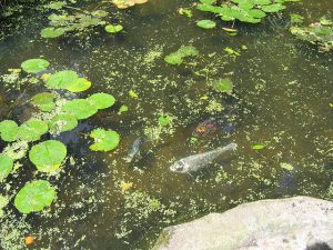 Koi fish swimming in a pond with lily pads