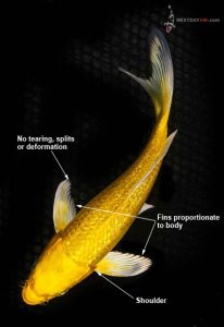 Butterfly koi fin judging criteria