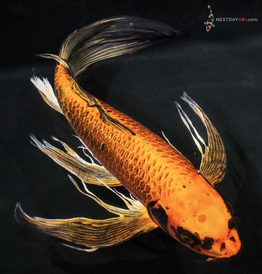 Butterfly Koi A Fin of Beauty Next Day Koi