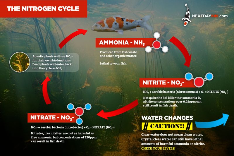 Nitrogen Cycle in a Koi Pond