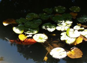 Koi swimming amongst lilies