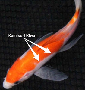 Example of Kamisori Kiwa