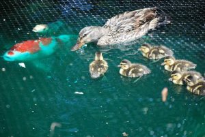 Mallard ducks on koi pond netting