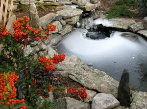 frozen Koi Fish pond