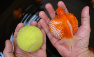 Pearlscale Fancy Goldfish being compared to tennis ball