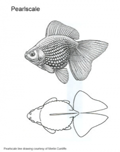 line drawing of Pearlscale Fancy Goldfish