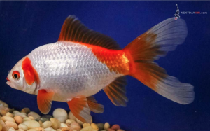 6" Red and white Sabao fancy goldfish