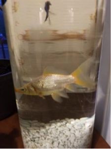 Picture of a goldfish mislabelled as a koi