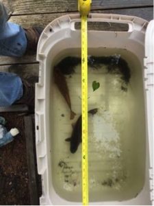 dark koi in a plastic tub filled with dirty water