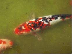 Sanke koi fish in murky water