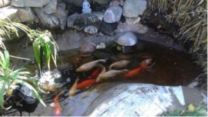 Lots of koi in small pond
