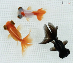 Mixture of bubble eye goldfish