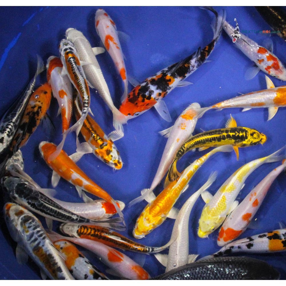 A Grade (Standard Grade) Koi | Koi Fish For Sale