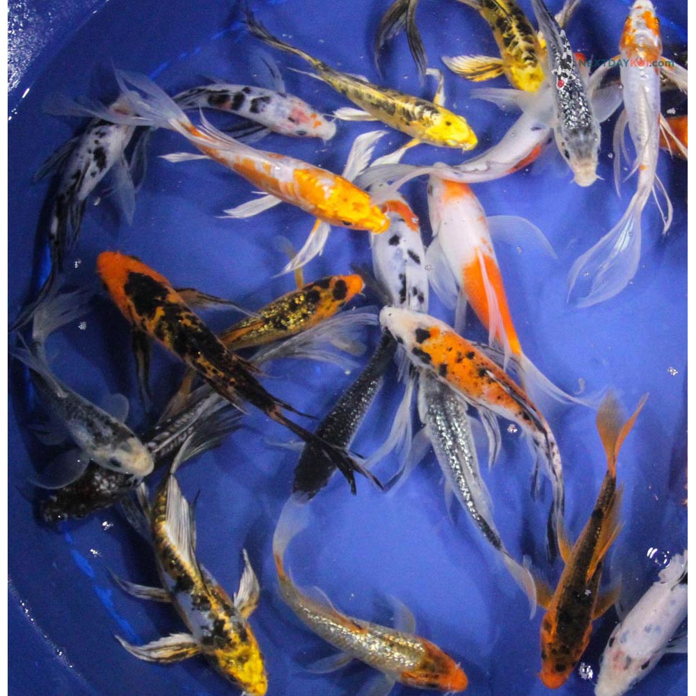 A Grade (Standard Grade) Butterfly Koi | Koi Fish For Sale