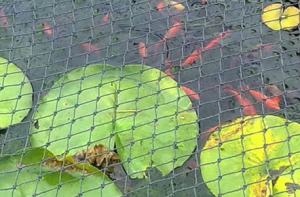 Net over a koi pond