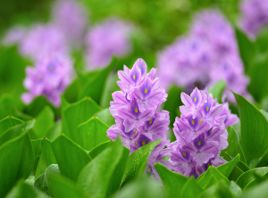 water hyacinth on a pond